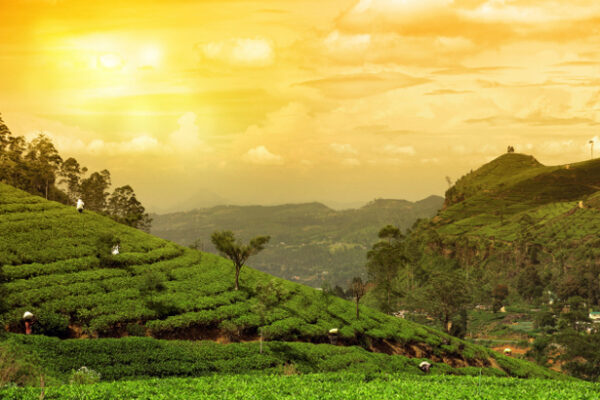 Munnar_kerala