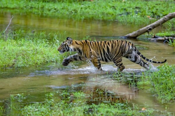 Bandhavgarh