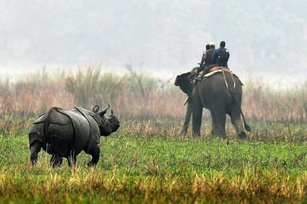 KazirangaNP